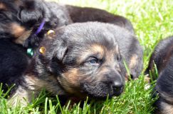 chiotsbergerallemand-09-juin2012015.jpg