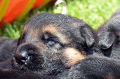 Nom du fichier=chiotsbergerallemand-09-juin2012017.jpg
Taille du fichier=229Ko
Dimensions : 1200x795
Ajouté le : 09 Juin 2012 chiotsbergerallemand-09-juin2012017.jpg