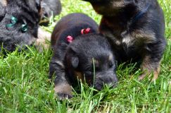 Nom du fichier=chiotsbergerallemand-09-juin2012018.jpg
Taille du fichier=273Ko
Dimensions : 1200x795
Ajouté le : 09 Juin 2012 chiotsbergerallemand-09-juin2012018.jpg