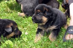 Nom du fichier=chiotsbergerallemand-16-juin2012018.jpg
Taille du fichier=250Ko
Dimensions : 1200x795
Ajouté le : 16 Juin 2012 chiotsbergerallemand-16-juin2012018.jpg