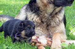 chiotsbergerallemand-16-juin2012050.jpg