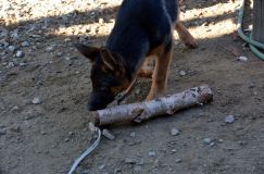 Nom du fichier=chiotsbergerallemand-22-juin2012016.jpg
Taille du fichier=240Ko
Dimensions : 1200x795
Ajouté le : 22 Juin 2012 chiotsbergerallemand-22-juin2012016.jpg