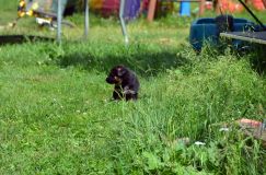 chiotsbergerallemand-24-juin2012042.jpg