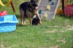 chiotsbergerallemand-24-juin2012061.jpg