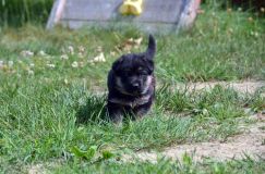 chiotsbergerallemand-24-juin2012068.jpg