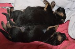 chiotskenya-26-decembre-11003.jpg