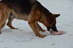 chiotslady-3dec-11002.jpg