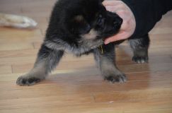 chiotslady-7dec-11002.jpg