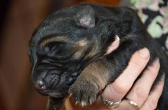 chiotsroxy-7-janv-2012003.jpg