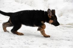 chiotsroxy24fev2012100.jpg
