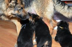 Nom du fichier=chots-berger-allemand-20janv-2012031.jpg
Taille du fichier=198Ko
Dimensions : 1200x795
Ajouté le : 20 Janvier 2012 chots-berger-allemand-20janv-2012031.jpg