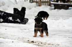 chots-berger-allemand-k28janv-2012021.jpg