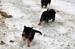 chots-berger-allemand-k28janv-2012022.jpg