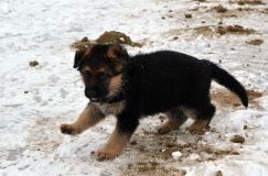 chots-berger-allemand-k28janv-2012026.jpg