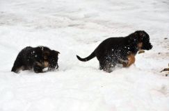 chots-berger-allemand-k28janv-2012032.jpg