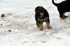 chots-berger-allemand-k28janv-2012034.jpg