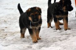 chots-berger-allemand-k28janv-2012036.jpg