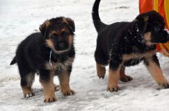 chots-berger-allemand-k28janv-2012037.jpg