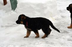 chots-berger-allemand-k28janv-2012074.jpg