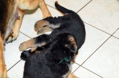 chots-berger-allemand-kenya-25janv-2012003.jpg