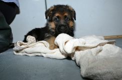 chots-berger-allemand-kenya-30janv-2012021.jpg