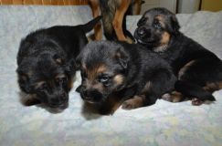 chots-berger-allemand-roxy-25janv-2012010.jpg