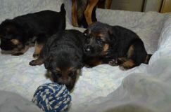 chots-berger-allemand-roxy-25janv-2012011.jpg