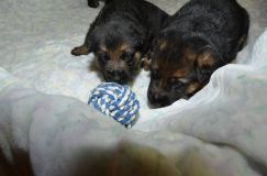 chots-berger-allemand-roxy-25janv-2012012.jpg