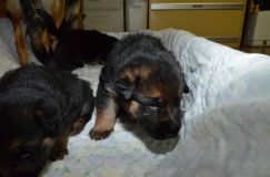 chots-berger-allemand-roxy-25janv-2012013.jpg