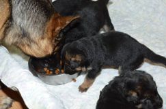 chots-berger-allemand-roxy-25janv-2012020.jpg