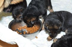 chots-berger-allemand-roxy-25janv-2012021.jpg