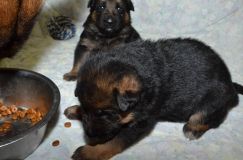 chots-berger-allemand-roxy-25janv-2012022.jpg