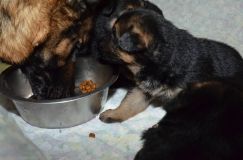 chots-berger-allemand-roxy-25janv-2012023.jpg