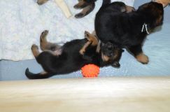 chots-berger-allemand-roxy-30janv-2012002.jpg