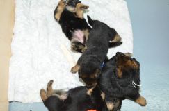 chots-berger-allemand-roxy-30janv-2012006.jpg