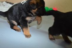 Nom du fichier=chots-berger-allemand-roxy-30janv-2012010.jpg
Taille du fichier=77Ko
Dimensions : 1200x795
Ajouté le : 30 Janvier 2012 chots-berger-allemand-roxy-30janv-2012010.jpg