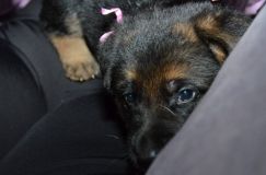 Nom du fichier=chots-berger-allemand-roxy-31janv-2012002.jpg
Taille du fichier=96Ko
Dimensions : 1200x795
Ajouté le : 31 Janvier 2012 chots-berger-allemand-roxy-31janv-2012002.jpg