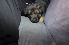 Nom du fichier=chots-berger-allemand-roxy-31janv-2012003.jpg
Taille du fichier=145Ko
Dimensions : 1200x795
Ajouté le : 31 Janvier 2012 chots-berger-allemand-roxy-31janv-2012003.jpg