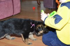 Nom du fichier=chots-berger-allemand-roxy-31janv-2012005.jpg
Taille du fichier=132Ko
Dimensions : 1200x795
Ajouté le : 31 Janvier 2012 chots-berger-allemand-roxy-31janv-2012005.jpg