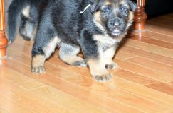 Nom du fichier=chots-berger-allemand-roxy-31janv-2012009.jpg
Taille du fichier=161Ko
Dimensions : 1200x795
Ajouté le : 31 Janvier 2012 chots-berger-allemand-roxy-31janv-2012009.jpg