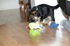 Nom du fichier=chots-berger-allemand-roxy-31janv-2012011.jpg
Taille du fichier=101Ko
Dimensions : 1200x795
Ajouté le : 31 Janvier 2012 chots-berger-allemand-roxy-31janv-2012011.jpg
