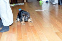 Nom du fichier=chots-berger-allemand-roxy-31janv-2012012.jpg
Taille du fichier=118Ko
Dimensions : 1200x795
Ajouté le : 31 Janvier 2012 chots-berger-allemand-roxy-31janv-2012012.jpg