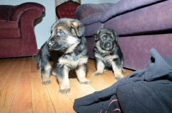 chots-berger-allemand-roxy-31janv-2012014.jpg