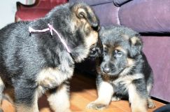 Nom du fichier=chots-berger-allemand-roxy-31janv-2012015.jpg
Taille du fichier=210Ko
Dimensions : 1200x795
Ajouté le : 31 Janvier 2012 chots-berger-allemand-roxy-31janv-2012015.jpg