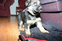 Nom du fichier=chots-berger-allemand-roxy-31janv-2012016.jpg
Taille du fichier=181Ko
Dimensions : 1200x795
Ajouté le : 31 Janvier 2012 chots-berger-allemand-roxy-31janv-2012016.jpg