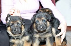 chots-berger-allemand-roxy-31janv-2012017.jpg