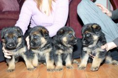 chots-berger-allemand-roxy-31janv-2012019.jpg