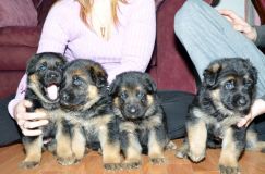 chots-berger-allemand-roxy-31janv-2012020.jpg