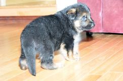 chots-berger-allemand-roxy-31janv-2012026.jpg