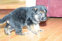 chots-berger-allemand-roxy-31janv-2012027.jpg